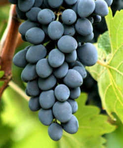 Рецепты вина из винограда