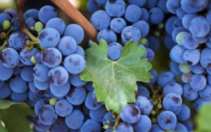 Рецепт домашнего вина из винограда изабелла